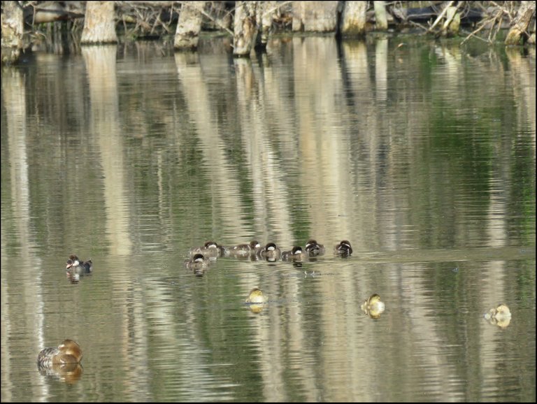 female goldeneye duck with her 3 ducklings 8 bufflehead ducklings 1 quacking.JPG