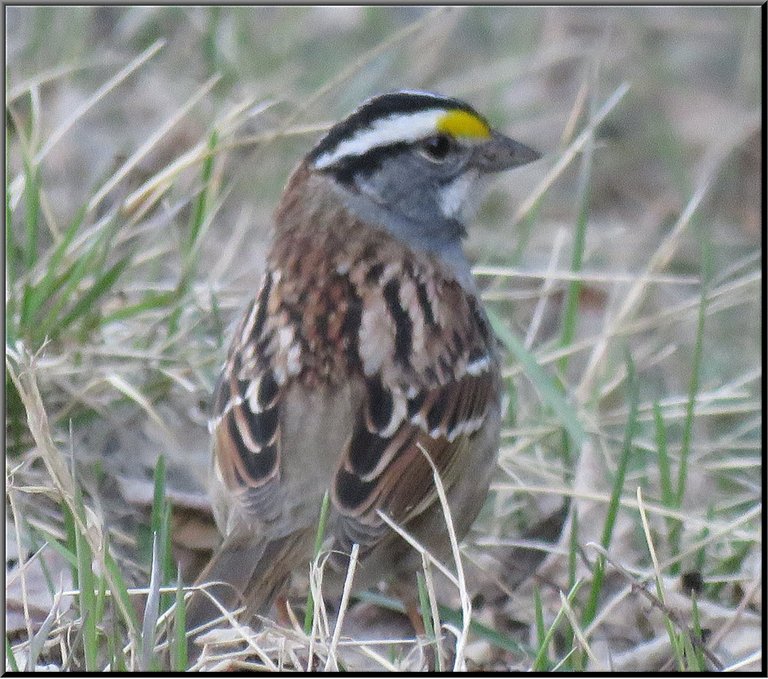 close up white thoated sparrow in the grass.JPG