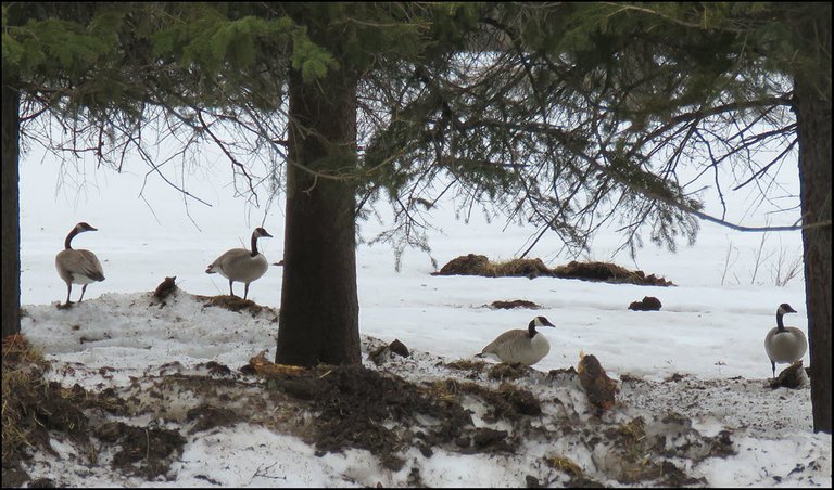 2 pairs of geese under spruce trees.JPG