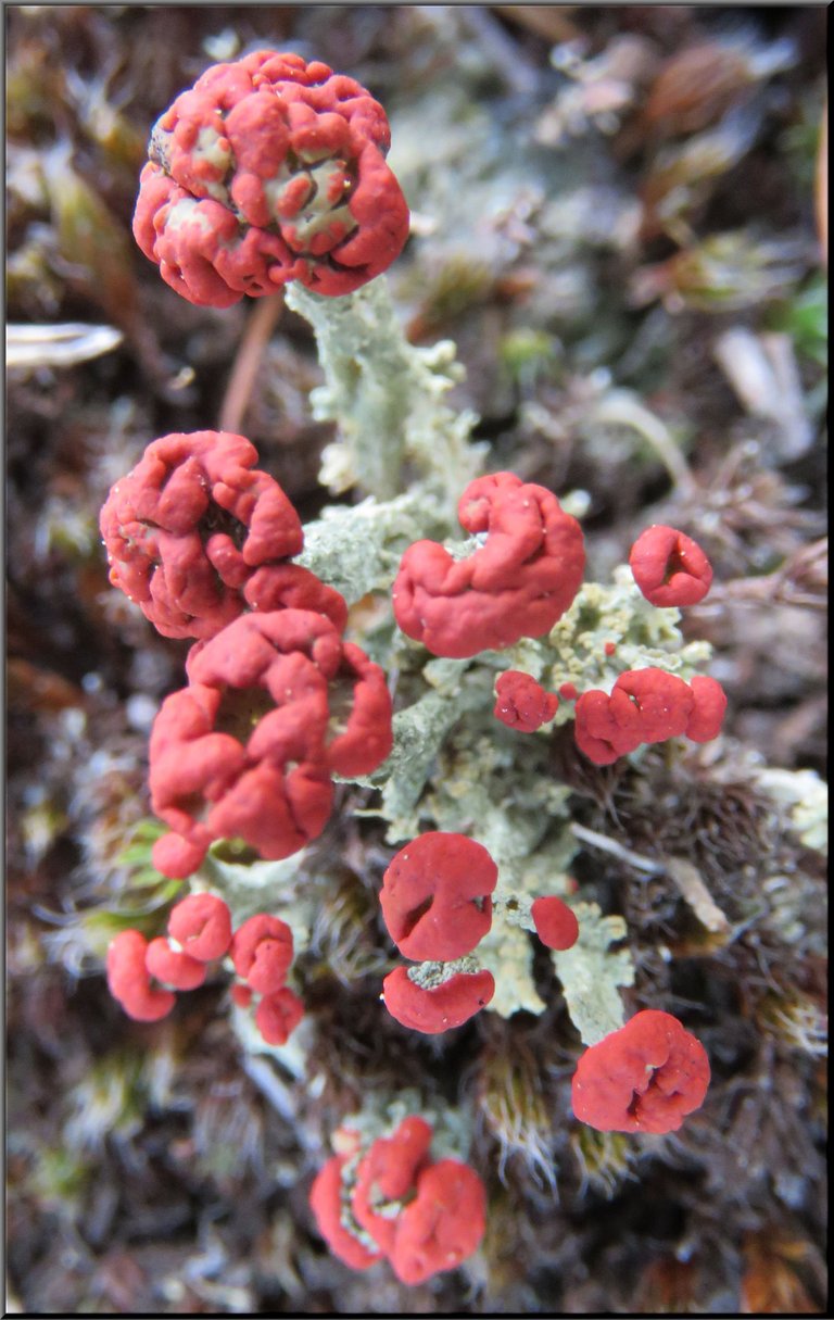 interesting red lichen growth.JPG