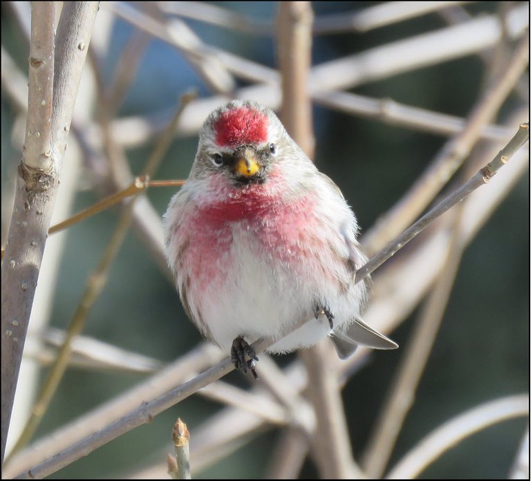 close up redpoll on branch looking at me.JPG