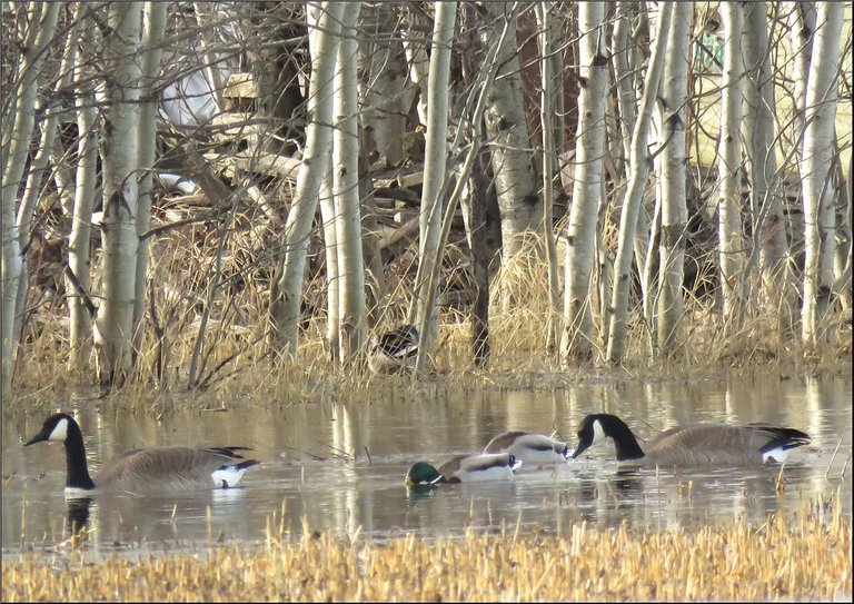 pair of geese swimming mallads feeding.JPG
