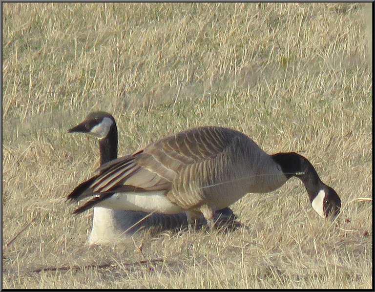 pair of geese.JPG