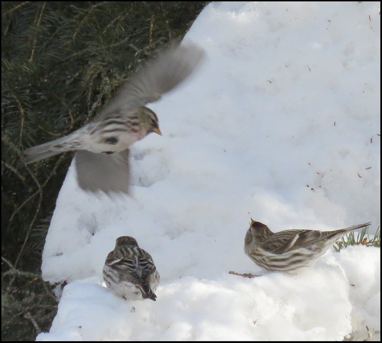 3 redpolls 2 on snow on spruce branch 1 flying in.JPG