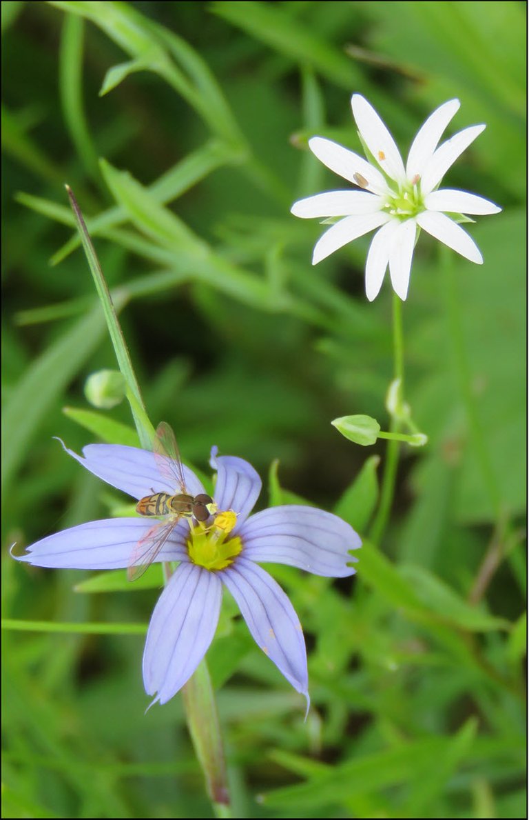 fly like pollinator on blue eye grass bloom star flower in background.JPG