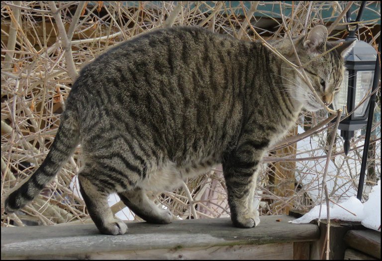 JJ on fence rail smelling branch.JPG