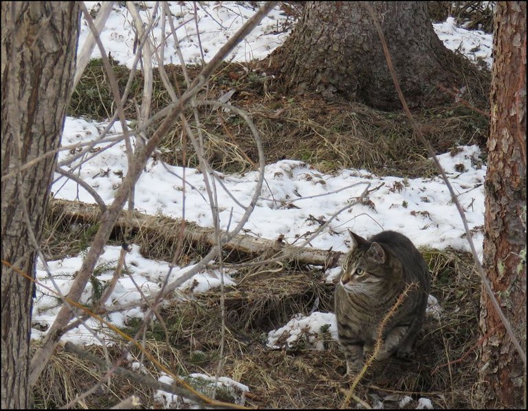 JJ on open ground by trees.JPG