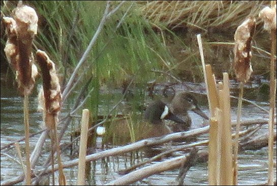 pair of ducks tucked among rushes.JPG