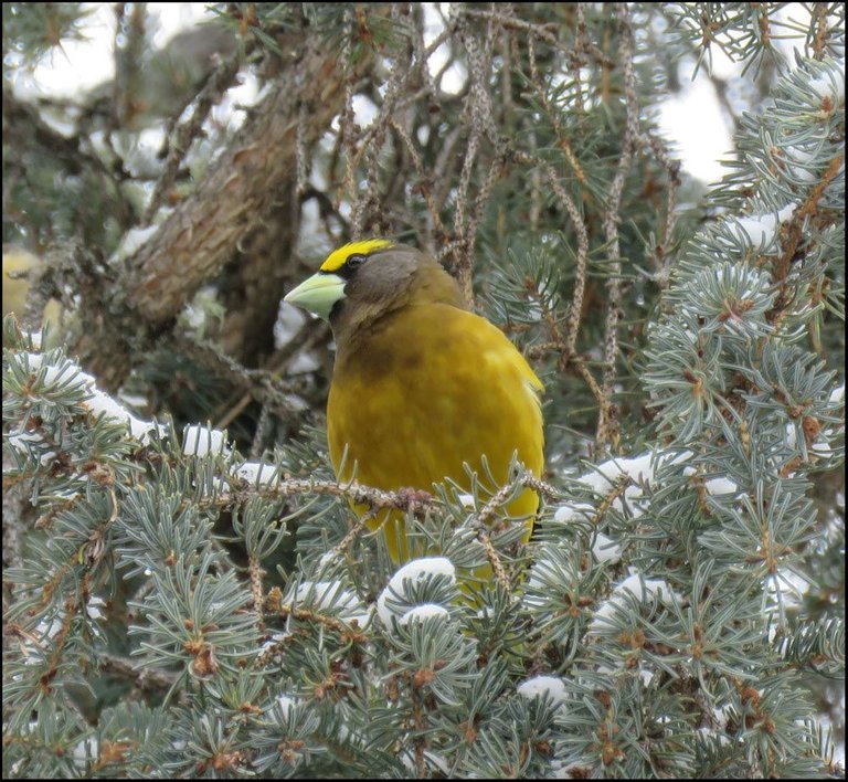 close up male evening grosbeak on snowy spruce branch.JPG