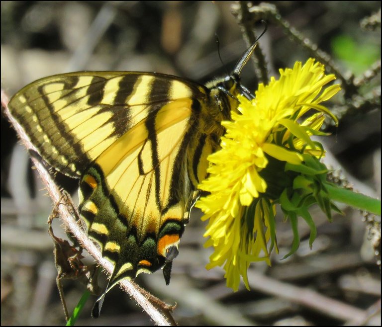 close up swallowtail butterfly on dandelion.JPG