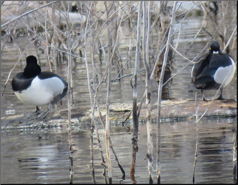 2 gold eye ducks resting on log.JPG