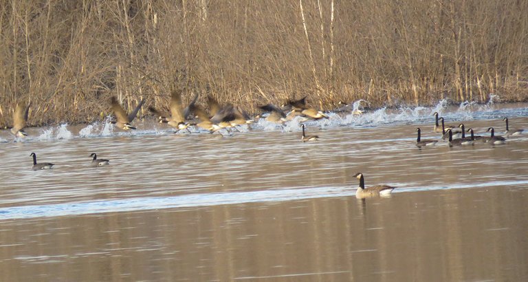 flock of geese watch as some take off water.JPG