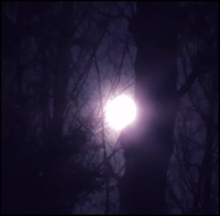 pinky purple moonbeams from full moon behind tree trunk.JPG