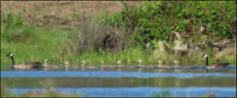 Pair of Canada Geese swimming with 8 goslings.JPG