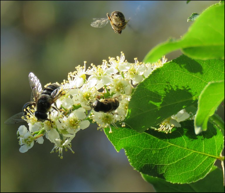 3 pollinators on chokecherry blossom.JPG