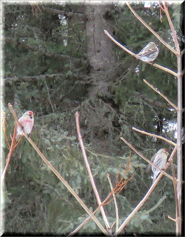 3 redpolls on branches.JPG