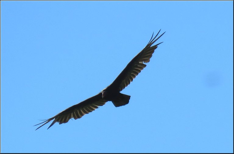 close up vulture in flight wings spread wide.JPG