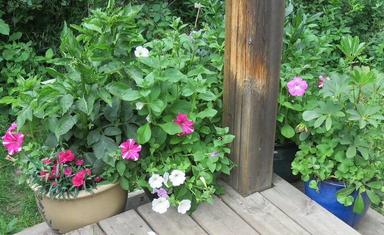 flower pots on deck.JPG