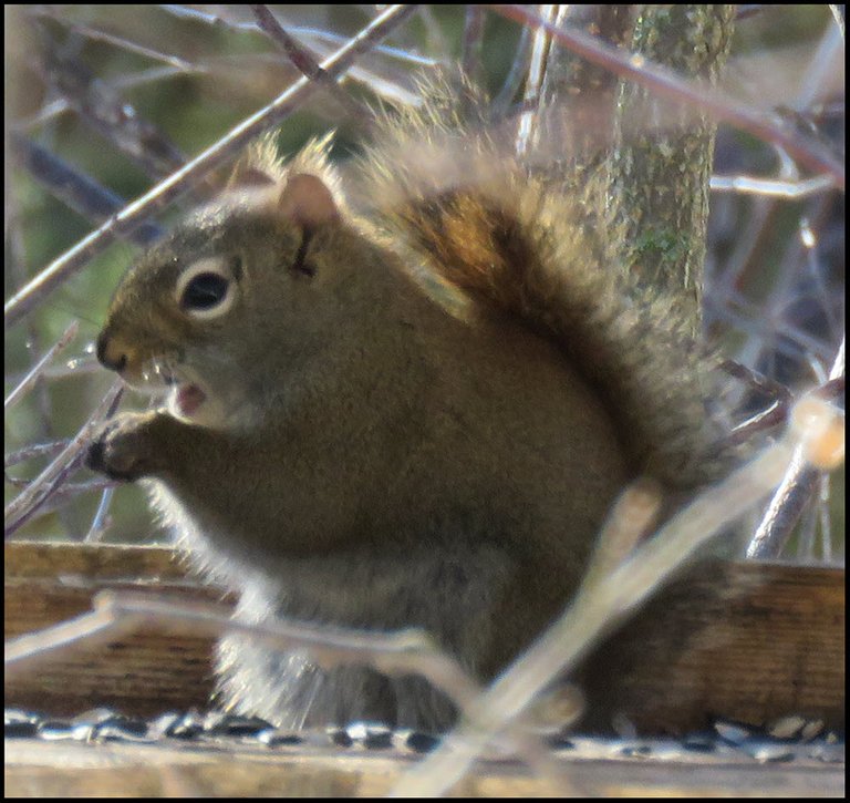 squirrel mouth open to scold us.JPG