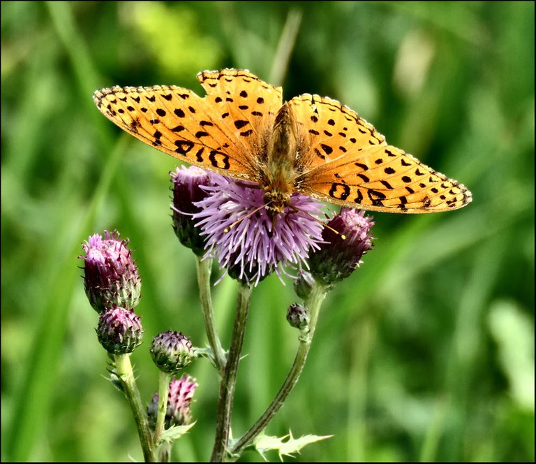 close up  butterfly on thistle booms.JPG