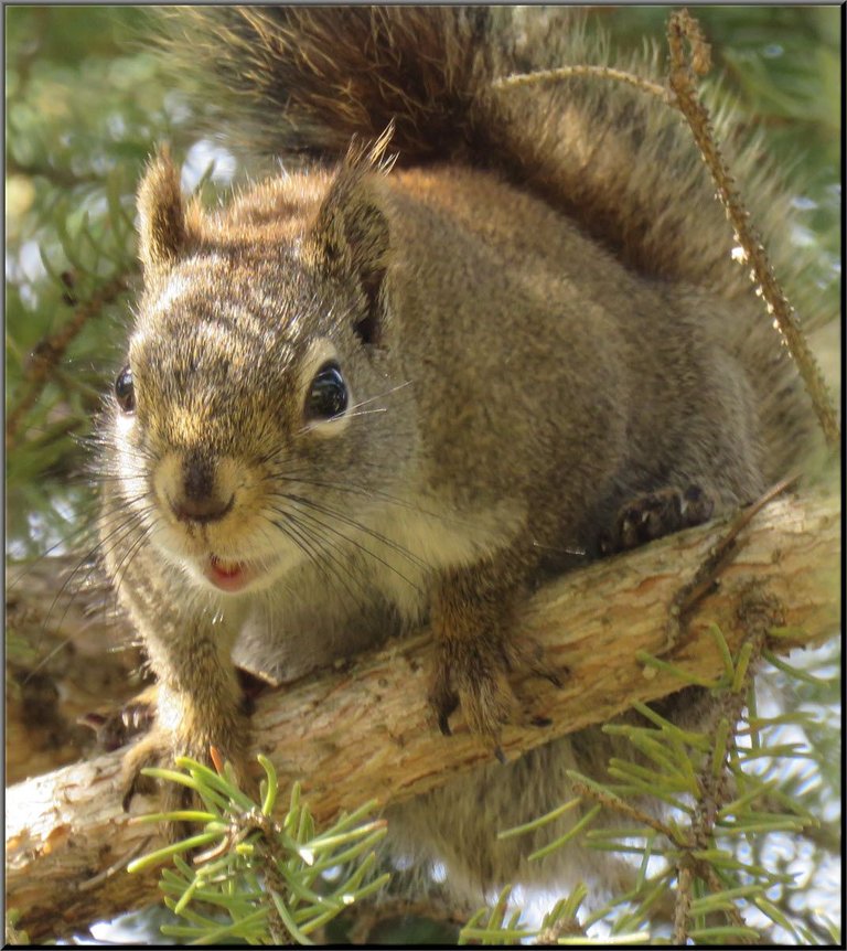 close up squirrel in spruce tree mouth open.JPG