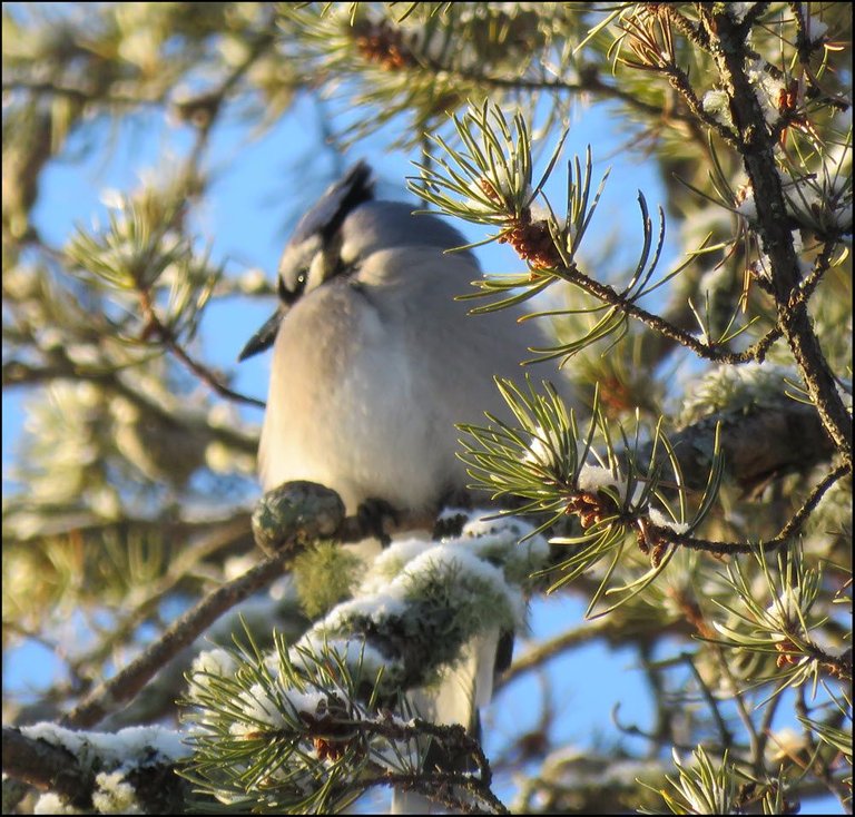 close up blue jay sitting in snowy pine tree.JPG