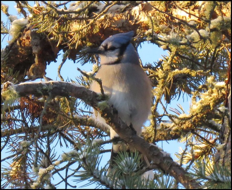 close up bluejay on pine branch in sun.JPG
