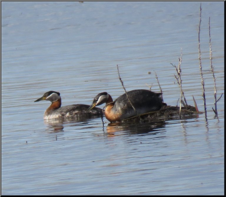 pair grebes at nest.JPG