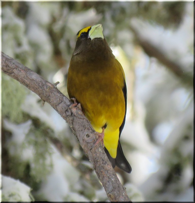 close up male evening grosbeak in snowy pine tree.JPG