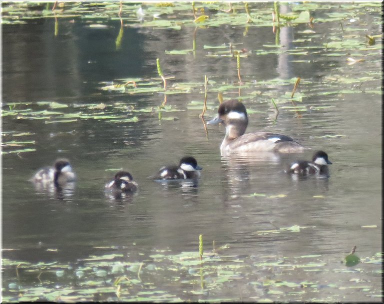 close up female bufflehead duck with 4 ducklings.JPG