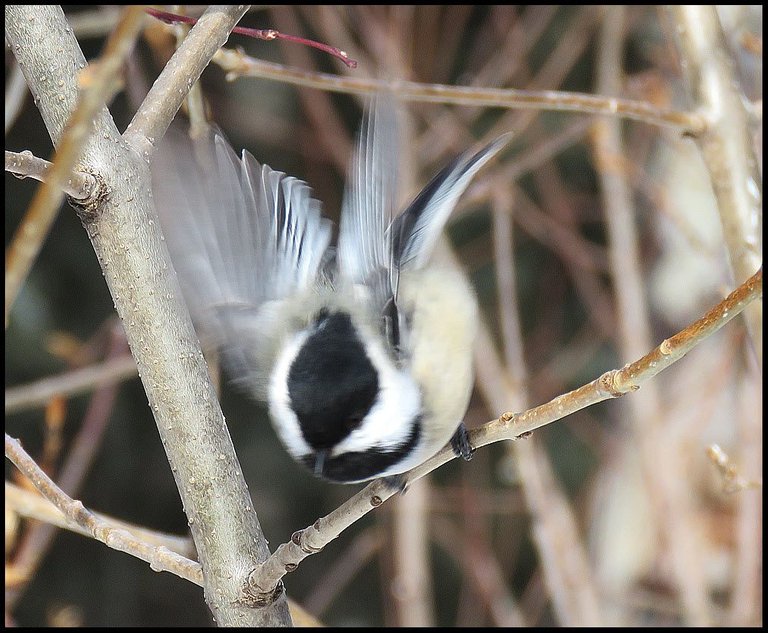 close up chickadee spreading wings ready to fly away.JPG