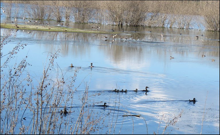disturbance at pond ducks taking off into flight others swimming away from shore.JPG
