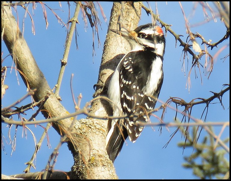 close up woodpecker on tree trunk.JPG