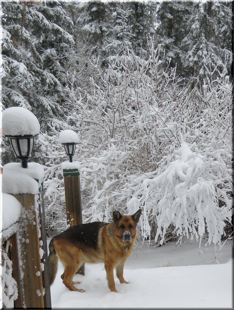 Bruno standing by snow covered trees on deck.JPG