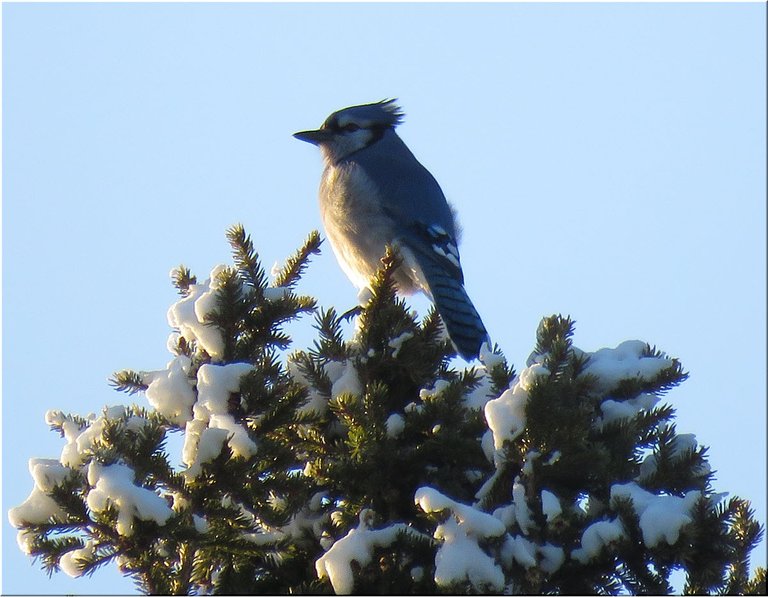 Bluejay on top of snowy spruce tree.JPG