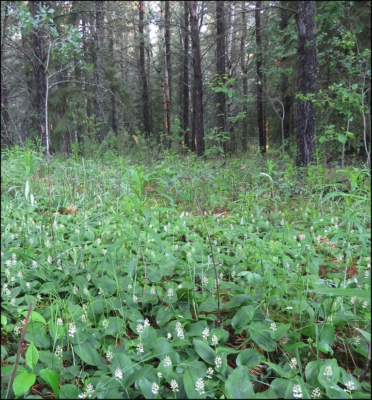 false solomon seal on forest floor.JPG