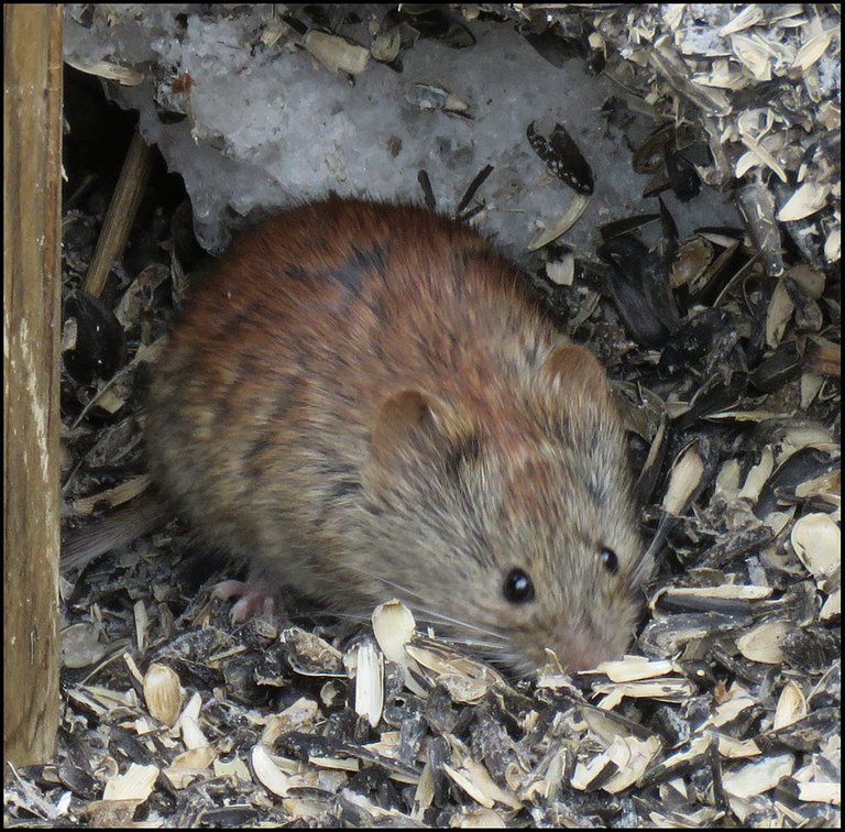 mouse in pile of sunflower seed shells.JPG