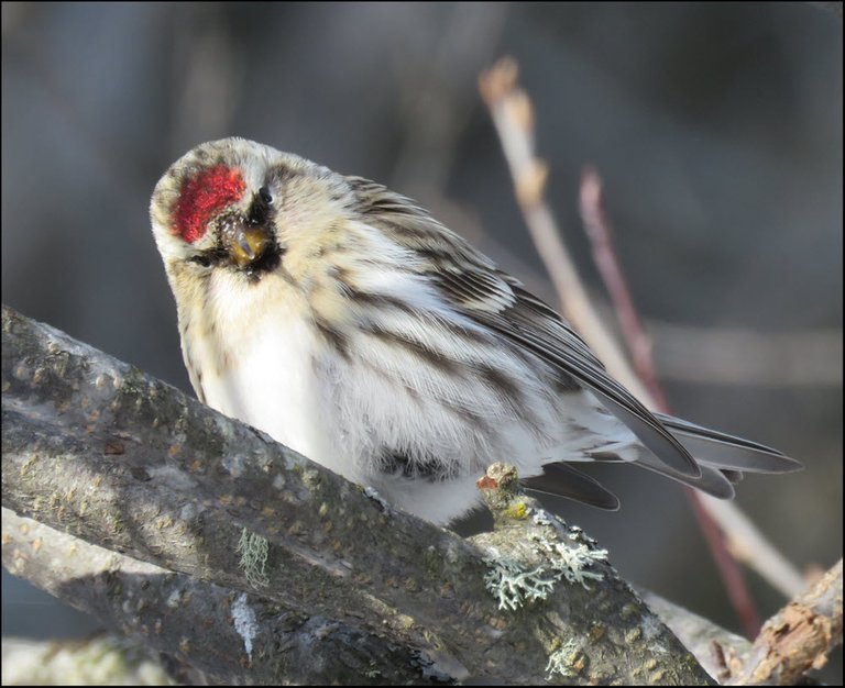 close up redpoll looking at me head cocked.JPG