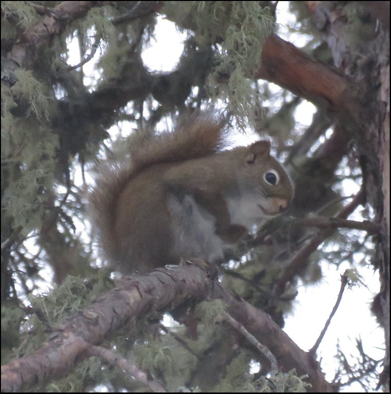 squirrel looking at us from pine branch.JPG