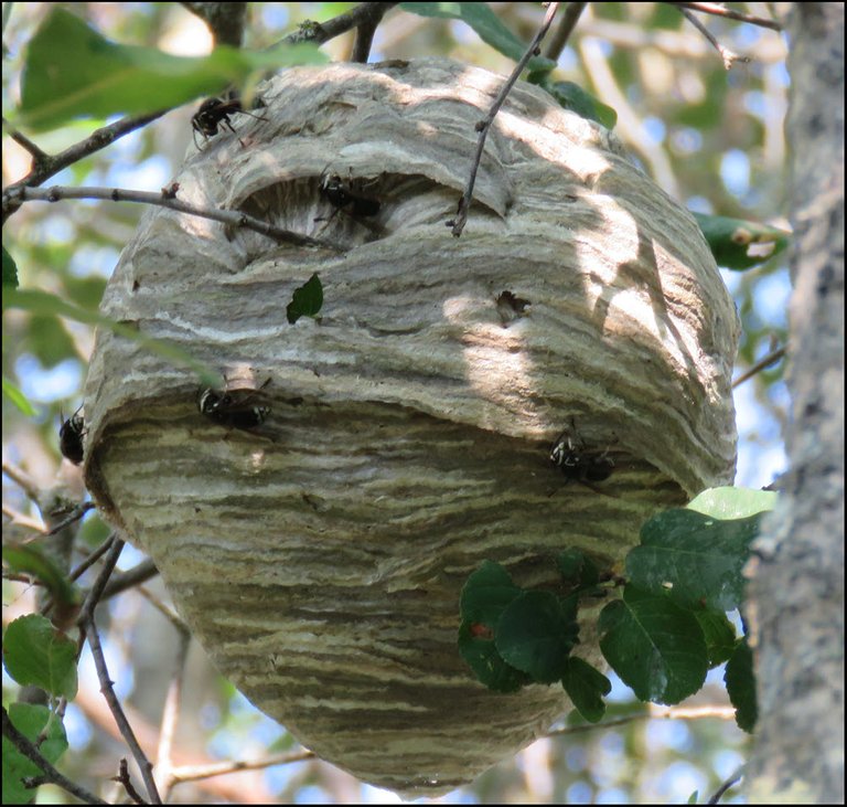 wasp nest in tree with wasps building.JPG