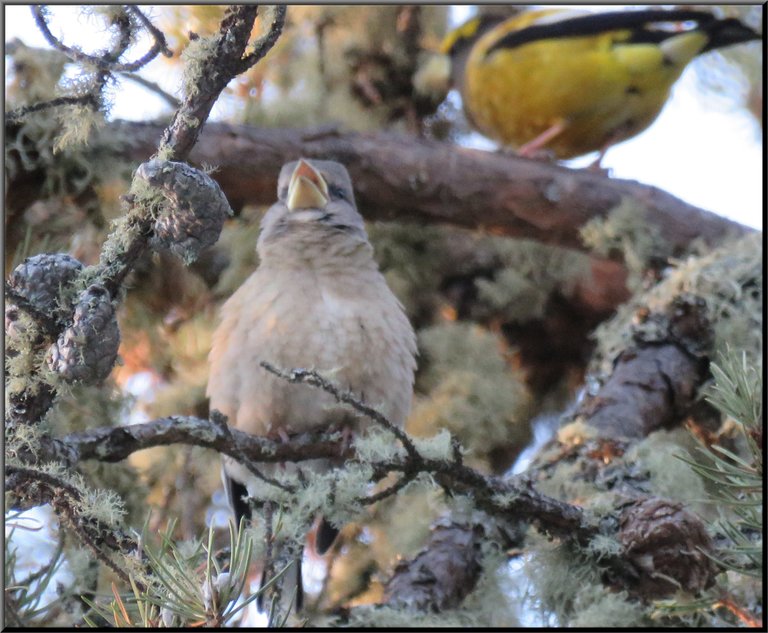 female evening grosbeak beak open singing in the pine tree.JPG