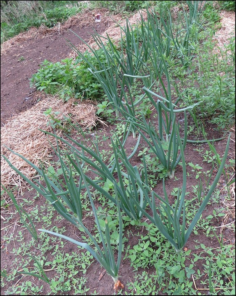 onions in front garden.JPG