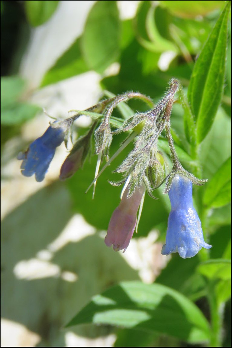close up pink and blue lungwort blooms.JPG
