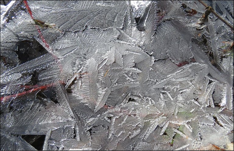interesting line of leaf star like patterns in ice.JPG