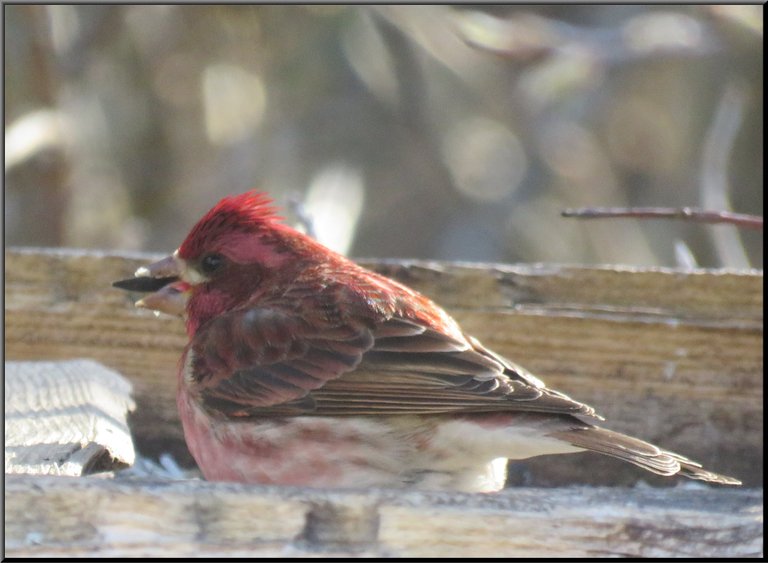 close up purple finch onfeeder seed in mouth.JPG