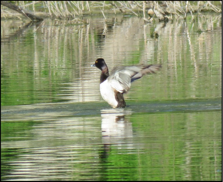 male goldeneye duck on water wings outstretched.JPG