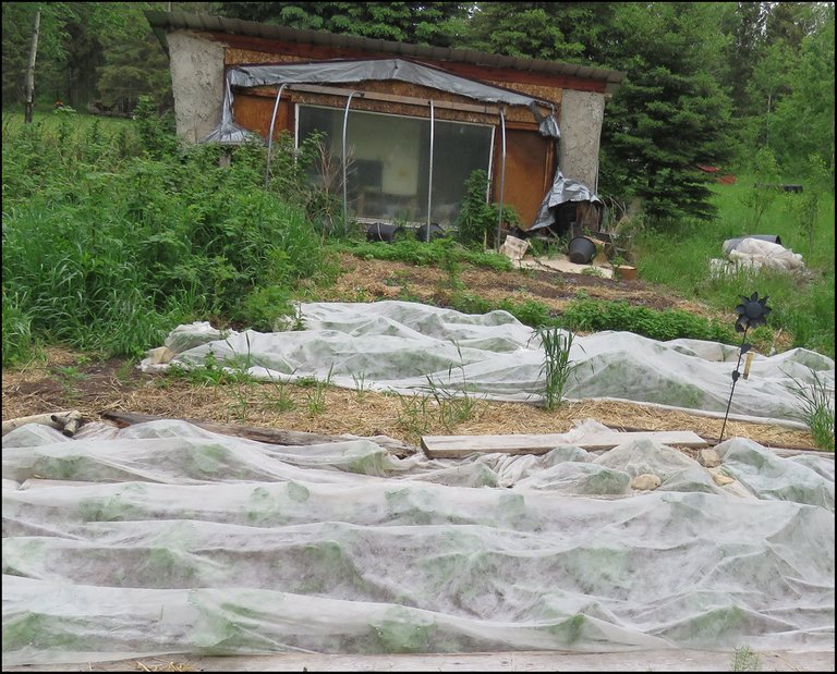 brassicas under cover in front garden by header house.JPG