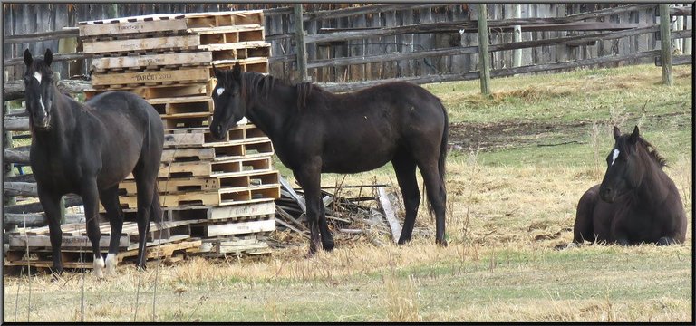 horse family by pallets.JPG