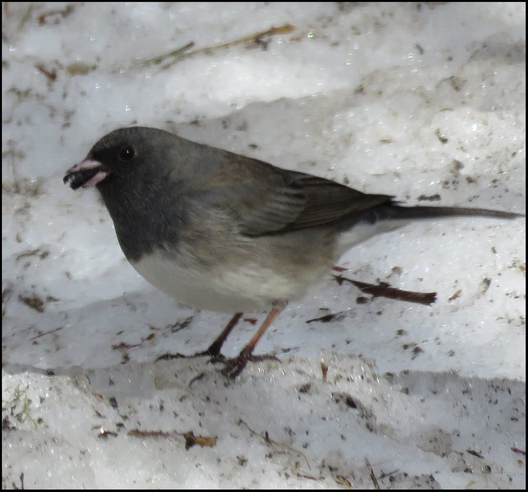 close up junco on snow seed in beak.JPG