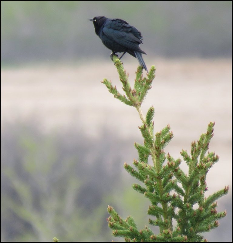 closee up blackbird on spruce treetop.JPG